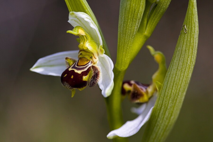 Abellera (Ophrys apifera)
